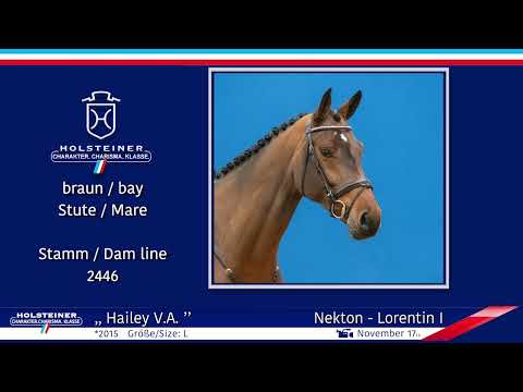 4. Holsteiner Winter-Chance 2022 | Nr.  12 v. Nekton - Lorentin I