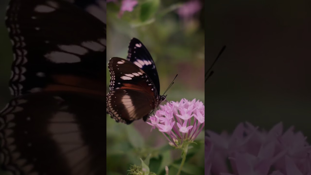 YouTube Short thumbnail