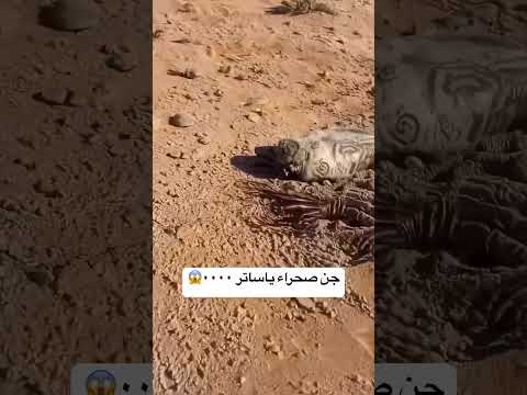 حيوان يظهر في الصحراء