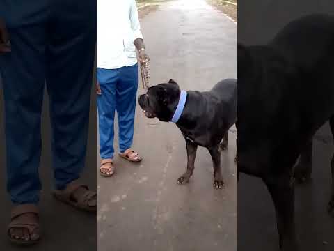 Ky loge tum#dog short#puppy#dogvlog#trending#viral#short#Neelam Ki Bindass Life