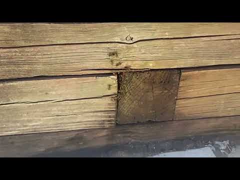 Yellow Jackets Hide in the Railroad Ties in Barnegat Light, NJ