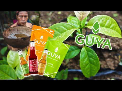 Dieses Video zeigt euch wer hinter GUYA steckt. Was ist Guayusa, Wo kommt es her und was für eine Wirkung hat Guayusa?