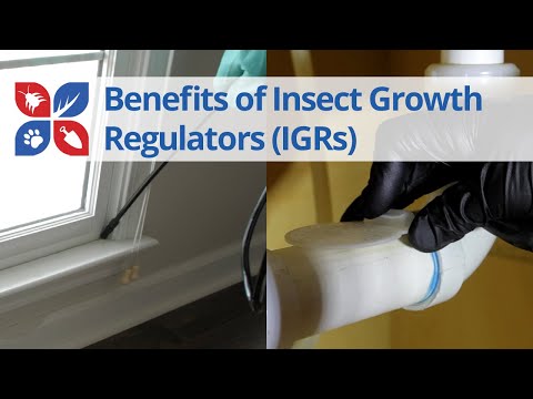  Benefits of Using Insect Growth Regulators Video 