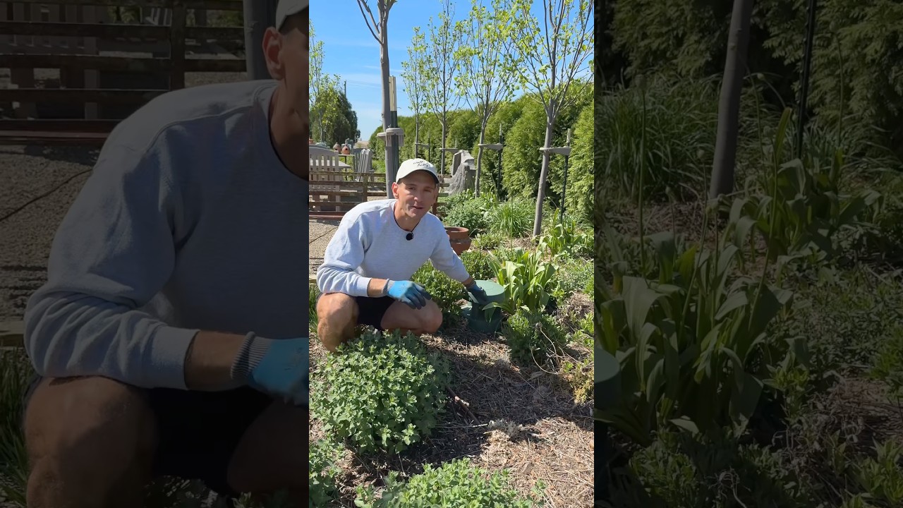 The secret element that makes my yard magical…