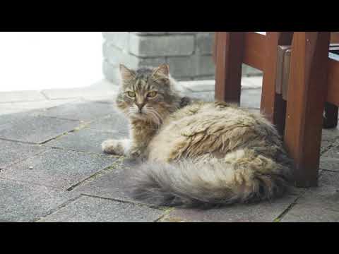 SOLD - 40 Spencer Street, Remuera - Wendy Sadd and Helen Lam