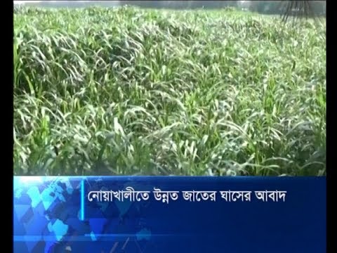 নোয়াখালীতে উন্নত জাতের ঘাসের আবাদ করে লাভবান হচ্ছেন চাষিরা | ETV News