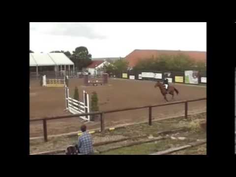 SOLD - Askari T - *2006, Askari x Contender, www.salesporthorses.com