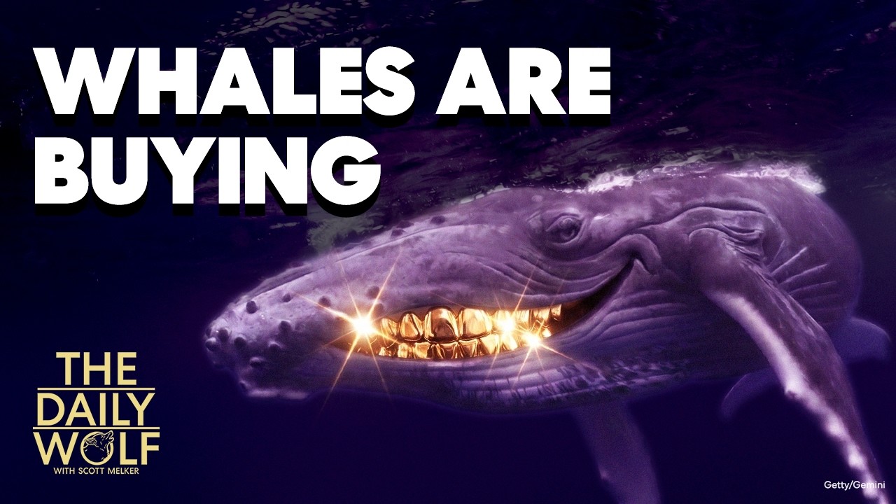 Everyone is selling. Whales aren't.