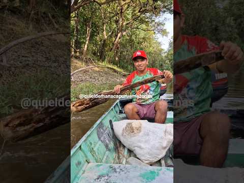 Improvisando um remo amazônico.