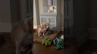 Video preview image #1 Beagle-Unknown Mix Puppy For Sale in Arlington, VA, USA