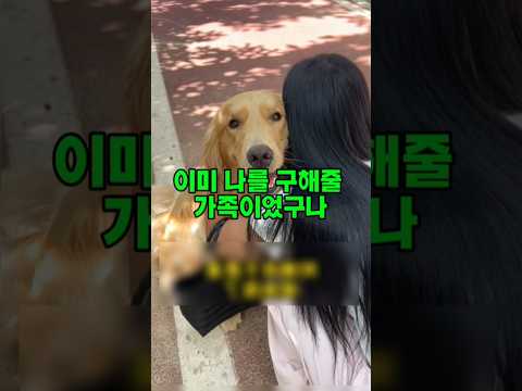 개 무섭다고 싫어하던 여자, 개 잡고 사과한 이유?#반려견#강아지감동#강아지은혜#감동반전#복동이스토리#반려견가족#애견인