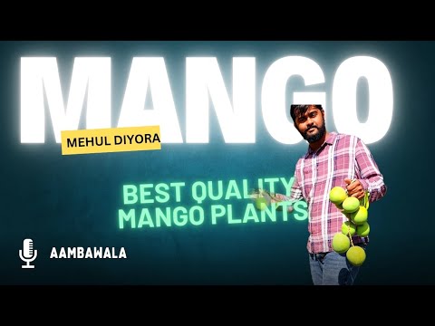 BEST MANGO PLANT NURSERY GUJRAT