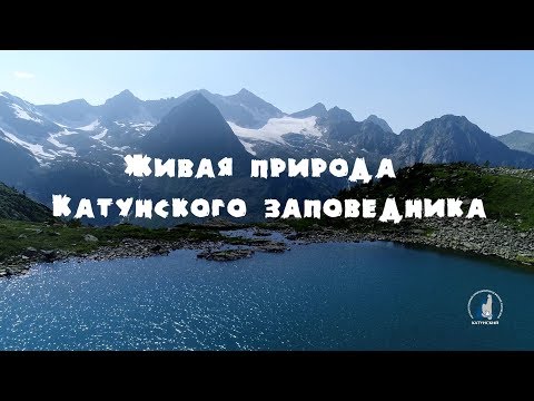 Живая природа Катунского заповедника