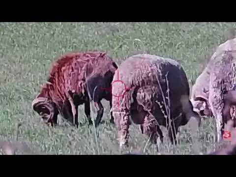 457 Texan ss lethal air big bore airgun hunt