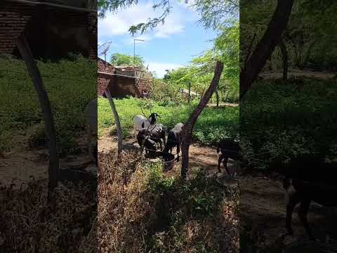 vida simples #sertão #sítio #chuva morando aqui no sítio cabelo carnaiba sertão de Pernambuco