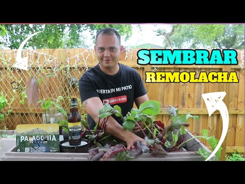 , title : 'Como Sembrar Remolacha En El Huerto Fácil, Cultivo de remolacha orgánica en casa - Cosecha natural'