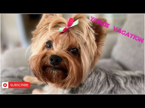 Getting Yorkie ready for vacation