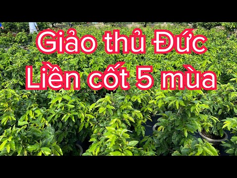 Giảo thủ Đức liền cốt 5 mùa,039.714.2252 hoặc 0947.87.39.59
