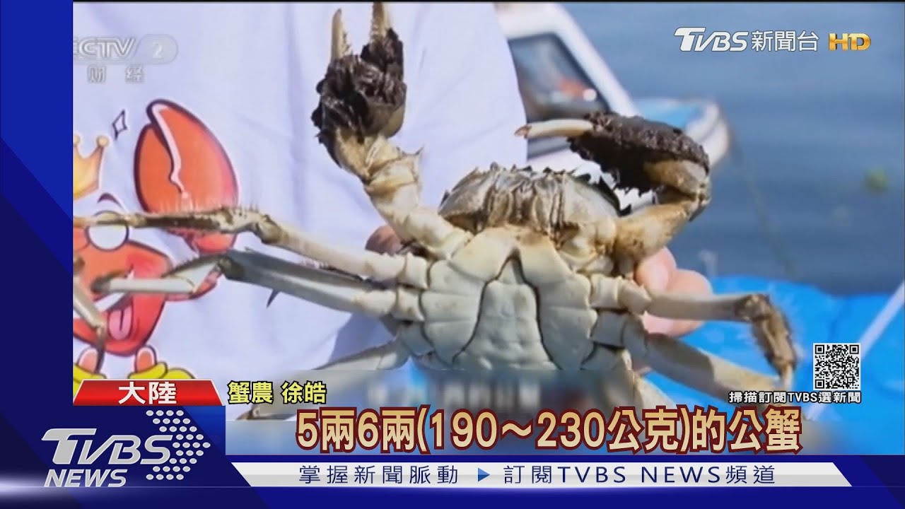 陽澄湖閘蟹開捕 蟹農:今年產量多體型大