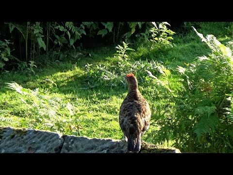 15 Aug 2016 · HD video of today's activities, upscaled to 4K - 2024 Full Remaster including extended footage, double resolution, 5.1 surround sound, mileages, accurate times and more