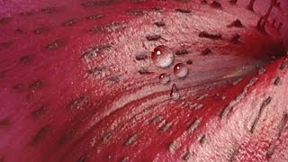 Photoshop Tutorial - Make Water Drops For Your Pictures