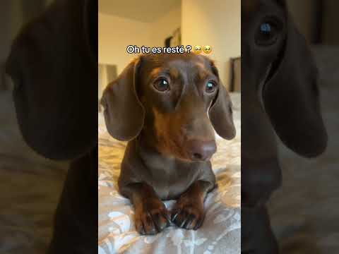 Vous en pensez quoi de ma nouvelle robe 🥰 #dachshund #puppy #dog #chien #sausagedog #funny #funny