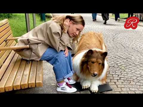 Cumplió su sueño y se convirtió en 🐕