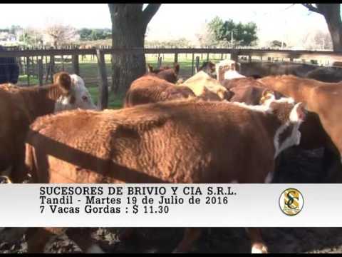 19-07-16 Venta de Vacas Gordas - Suc. de Brivio y Cia S.R.L. - Tandil.