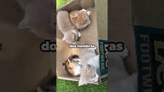 Little Cats