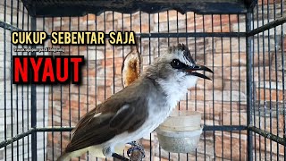 Download lagu trucukan gacor ROPEL PANJANG pancingan trucukan agar bunyi jadikan burung trucuk gacor EMOSI mp3