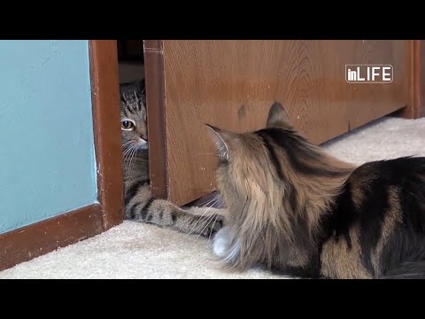 Life is Better with Friends - Si te mesoni dy mace te rrine ne paqe me njera-tjetren