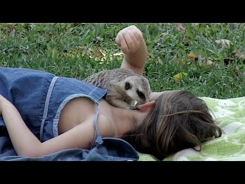 Surikata vlnkovaná (Suricata suricatta) — video o chove a starostlivosti