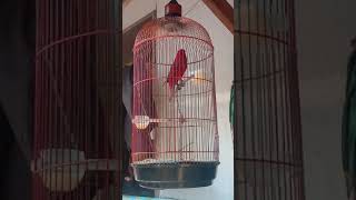 Download lagu Nuri merah super gacor cocok buat masteran nuri anda mp3 Download lagu Nuri merah super gacor cocok buat masteran nuri anda mp3