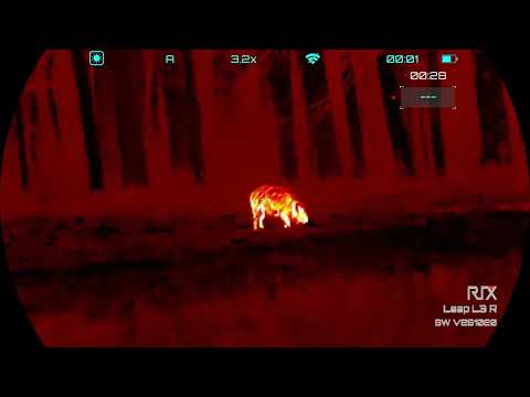 Polowanie na dziki z RIX LEAP L3R V2 / wildboar hunting #rixoptics #rixleap #taniepolowaniepl