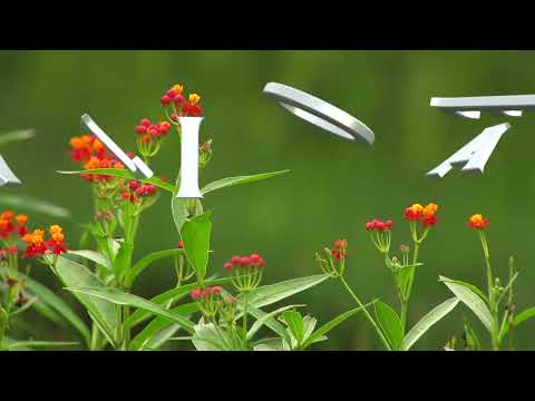 Conoce las maravillas que tiene el municipio de Manlio Fabio Altamirano, Veracruz