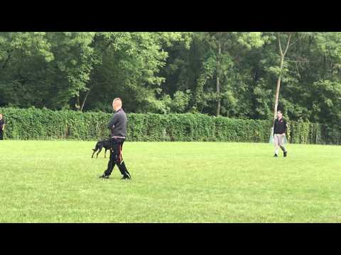 ÖGV Siegerprüfung, Lexi BGH 3 - 2. Platz