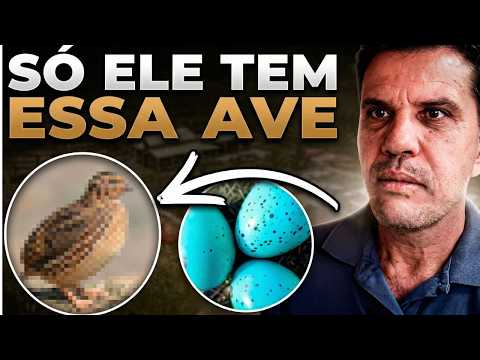 OVO AZUL? Só Ele Tem Essa Ave no Brasil