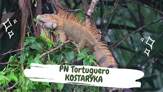 KOSTARYKA🇨🇷 Park Narodowy Tortuguero 🦎 🐢