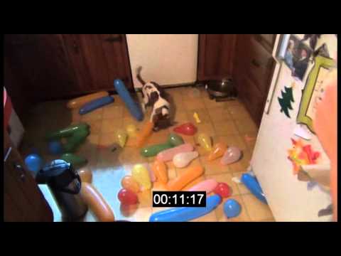 How Fast Can Buddy Pop 40+ Balloons?