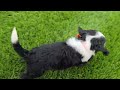 Mini Bernedoodle dogs for sale: Lilly - Video 1