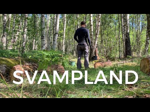 Odla svamp på ekstock