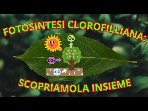 FOTOSINTESI CLOROFILLIANA: scopriamola insieme