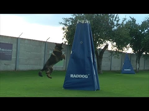Urri z Kurimskeho haje / 7yrs old / - IPO protection training