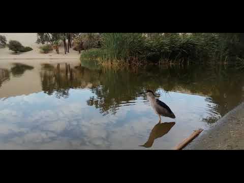 Angel Desert Tours