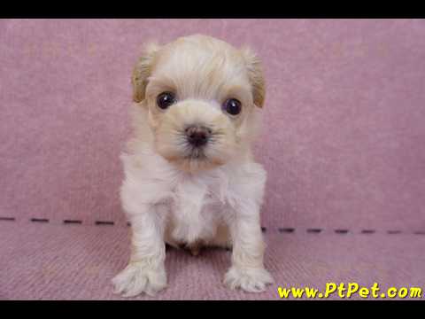 11/02馬爾泰迪 II 公幼犬2號(偏小)(台北信義)