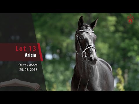 13 Aricia Stute v. Arango - Riccione