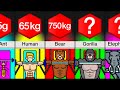 Comparison How Much Can Animals Bench