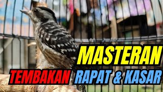 Download lagu MASTERAN TEMBAKAN RAPAT DAN KASAR UNTUK MURAI BATU mp3