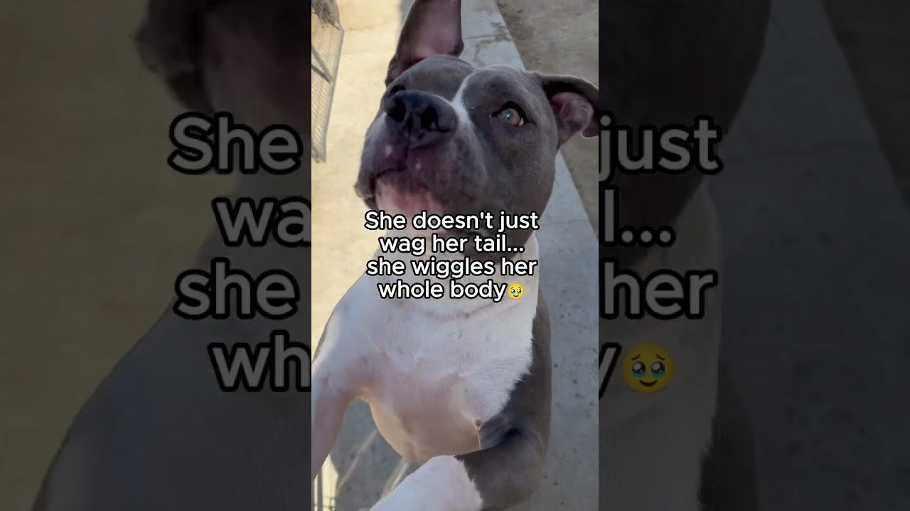 Enlarge Baya, a ADOPTABLE mixed breed in Rancho Palos Verdes, CA video 3/3