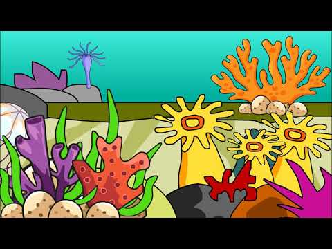 I celenterati: coralli,  meduse, anemoni di mare e idre